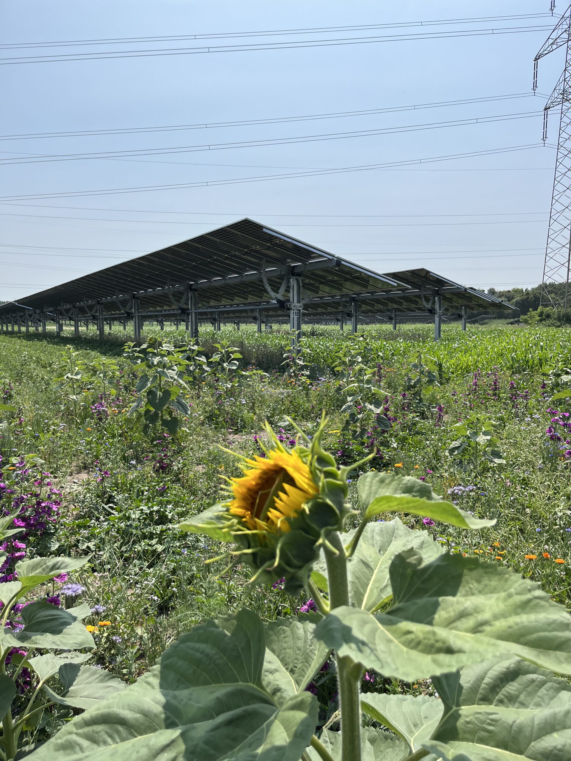 Report on biodiversity at Sonnenfeld