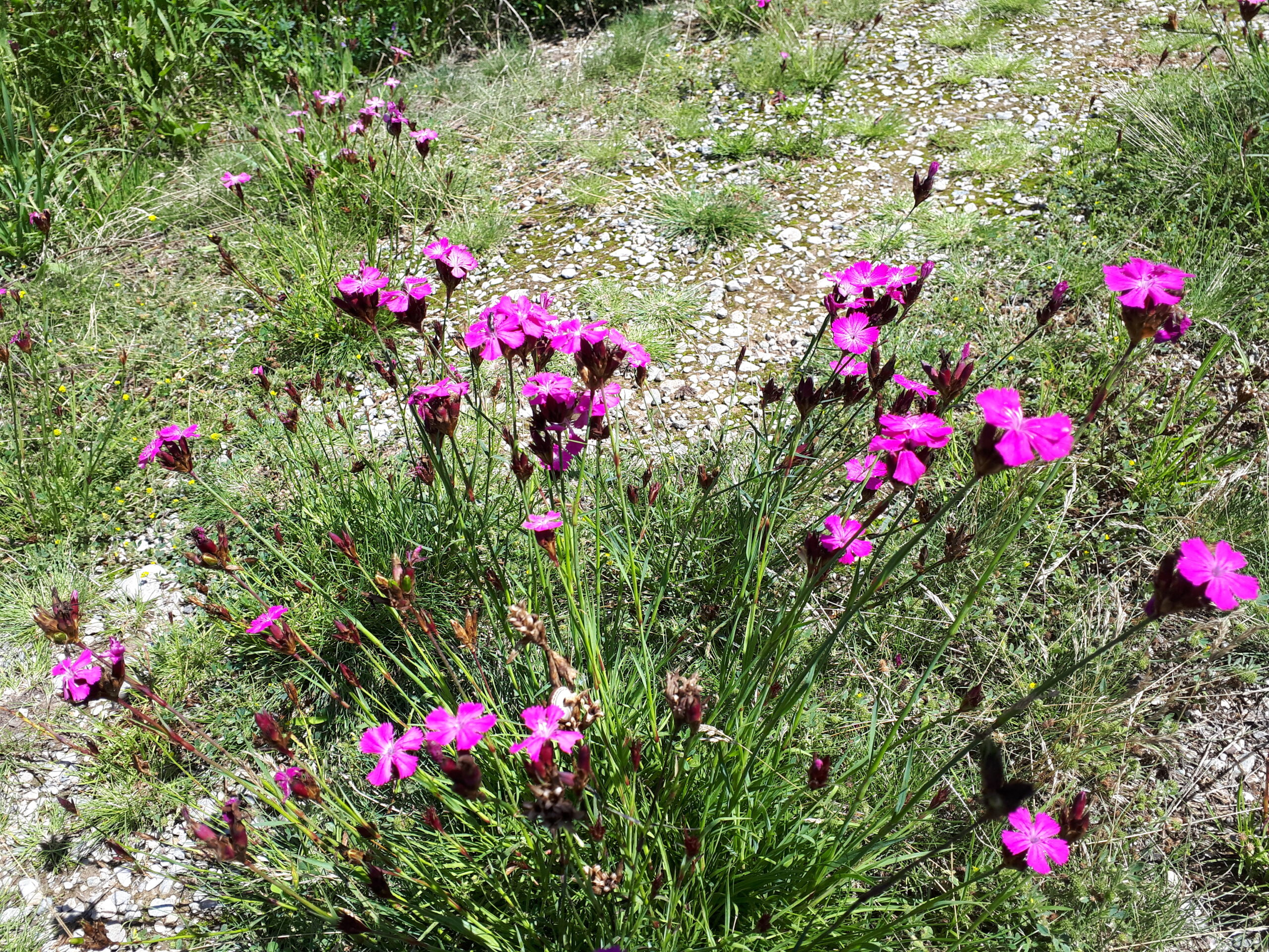 Biodiversitäts-Ortsrundgang in Lanzendorf